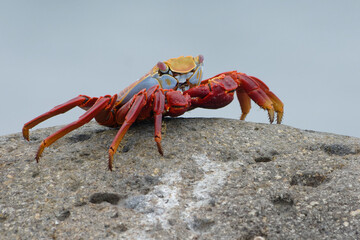 Red rock crab (grapsus grapsus) in Galapagos Islands, Ecuador