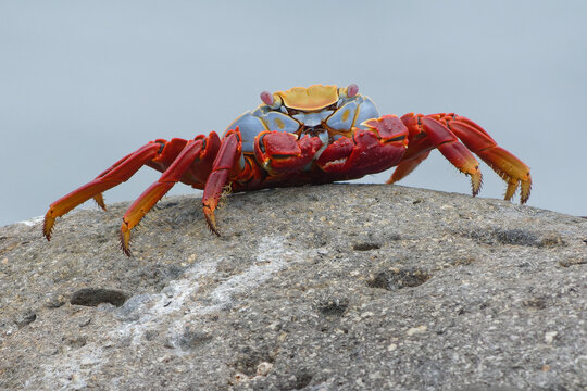 Red Rock Crab (grapsus Grapsus) In Galapagos Islands, Ecuador