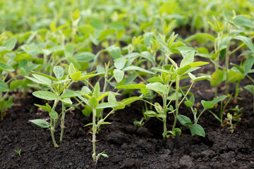 Beds of young soybeans on black soil. Soybeans grow in experimental fields
