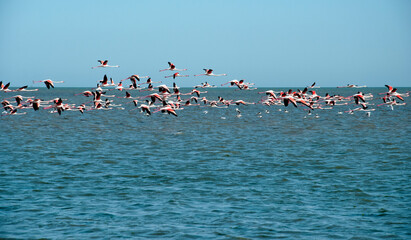Naklejka premium A flock of flamingos flying over the Mediterranean Sea in Tunisia.