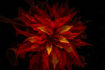 Red-yellow flower on a black background. Fiery plant. - 412932582