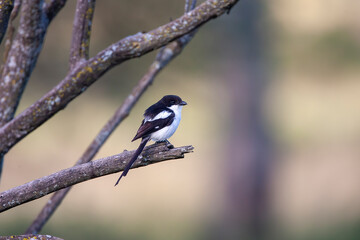 Small bird sitting on branch