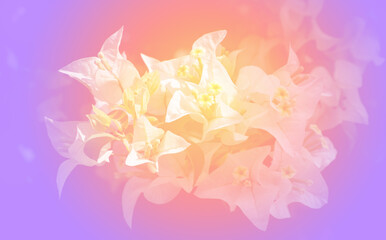 beautiful pastel flowers background suitable for use in graphics about love, marriage, and Valentine's Day.