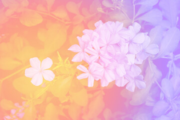 Obraz na płótnie Canvas beautiful pastel flowers background suitable for use in graphics about love, marriage, and Valentine's Day.