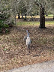 A Pair Of Sandhill Cranes In Florida