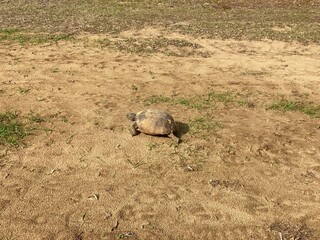 Gopher Tortoise  Walking On Sandy Grass (In Florida)