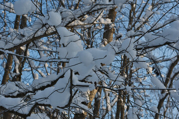 Against the background of snow-covered forest thickets and a blue sky, fluffy air snowballs, as if strung on thin branches of young trees.