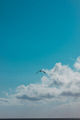 seagull in the sky