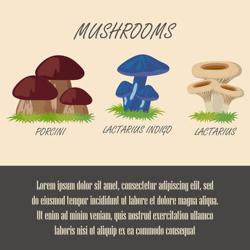 edible porcini, lactarius indigo and lactarius mushrooms banner. vector illustration