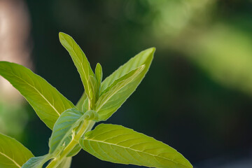 Obraz premium green leaves of mint plant