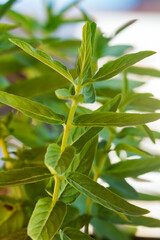 closeup of fresh growing mint plant