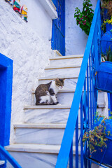 A cat sits on a white staircase. Building in Greece. White and blue colors. - 412934746