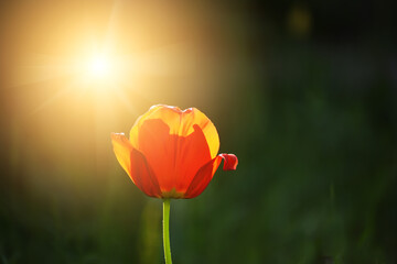Obraz premium Red tulip flower and sun in the garden.