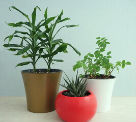 Fototapeta premium Houseplant Dracaena and Haworthia in pots on a light blue background. Concept green indoor plants. 