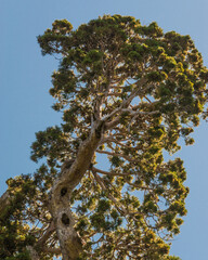 Mammutbaum Kalifornien National Park