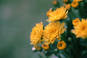 Obraz na płótnie Canvas Yellow chrysanthemum flowers close up