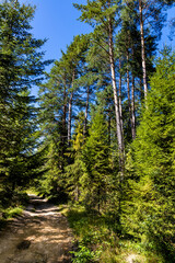 Fototapeta na wymiar Mixed forest landscape along path to Leskowiec peak from Targoszow village on southern slope of Little Beskids mountains near Andrychow in Lesser Poland