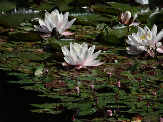 Ansicht Wasserlilien bzw. Lotusblüten auf dem Wasser © Rosti30