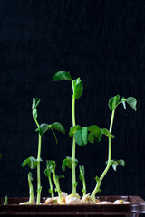 Green pea sprouts sprayed with water against the black background. Germinating greens at home