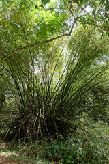 Bambou en forêt amazonienne - Guyane française