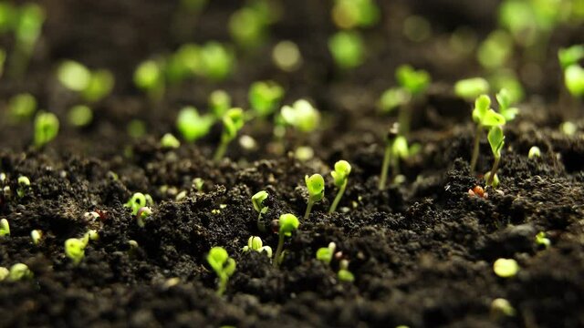 Growing plants in spring timelapse, sprouts germination from seeds, newborn cabbage in greenhouse. Agriculture
