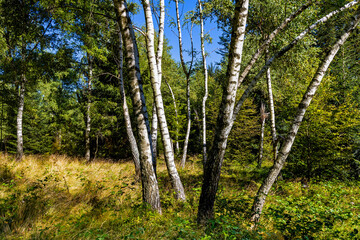 Obraz premium Mixed forest landscape at Leskowiec peak and Przelecz Midowicza Pass in Little Beskids mountains near Andrychow in Lesser Poland