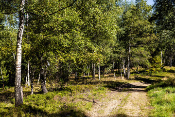 Fototapeta na wymiar Mixed forest landscape at Leskowiec peak and Przelecz Midowicza Pass in Little Beskids mountains near Andrychow in Lesser Poland