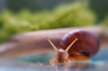 grape snail near moss and twigs