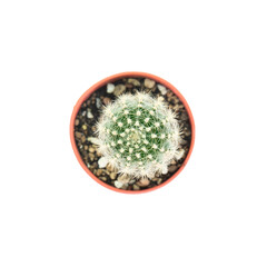 Top view Cactus isolated on white background.