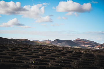 Fototapeta na wymiar Vignes - Volcans - Lanzarote
