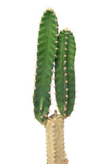 Cactus isolated on white background.