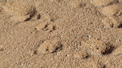Fototapeta na wymiar tracks in sand