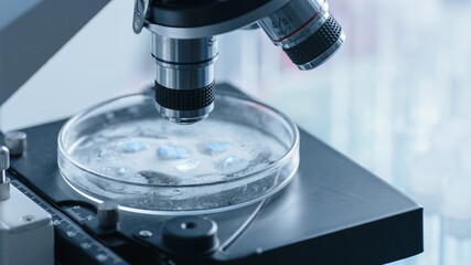 Close Up Shot of a Petri Dish with Genetically Modified Samples Under a Microscope. Microbiologist Doing Biology Research in Modern Laboratory.