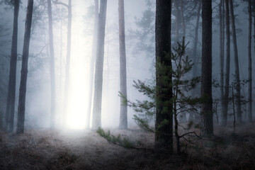 Fototapeta na wymiar Magical picture of pine forest in night with mysterious beam of light coming from sky down to the ground. Spooky foggy landscape of dark forest with some supernatural phenomenon
