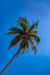 Obraz premium Palm tree under the blue sky