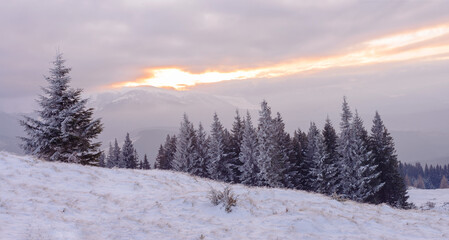 Dark snow-covered trees at sunrise background. Winter landscape.