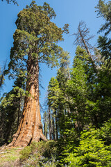 Fototapeta premium Mammutbaum Kalifornien National Park