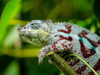 Chameleon on a tree at Masoala Rainforest