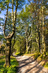 Mixed forest landscape at Leskowiec peak and Przelecz Midowicza Pass in Little Beskids mountains near Andrychow in Lesser Poland