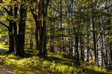 Fototapeta premium Mixed forest landscape at Leskowiec peak and Przelecz Midowicza Pass in Little Beskids mountains near Andrychow in Lesser Poland