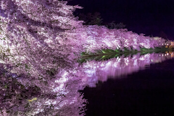 【青森】弘前公園の満開の桜ライトアップとリフレクション