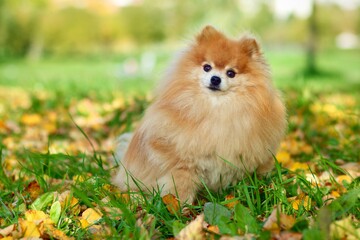 Cute serious puppy, Pomeranian Spitz dog walking in the park, lying in golden autumn colorful yellow and orange leaves