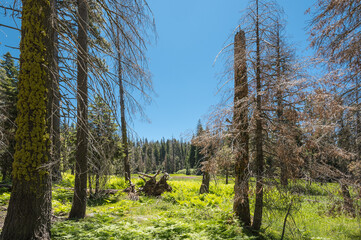 Kings Canyon National Park
