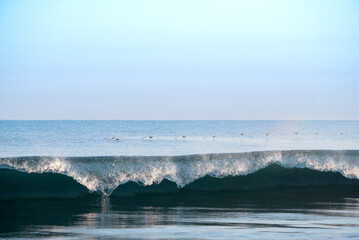 Pelicans flying over the pacific ocean, Pelecanus occidentalis, Guatemala volcanic beach, Monterrico, central america.