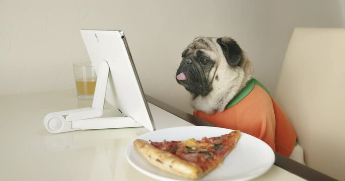 Cute pug dog dressed in orange costume, watching interesting content, media, show with tablet device at cozy kitchen at home. Sitting at the table with a pizza and drink. Funny dog and media concept