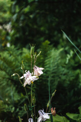 White wildflowers on a green blurred background in the country