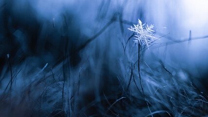 Fresh snowflake on an furry coat with dark blue background