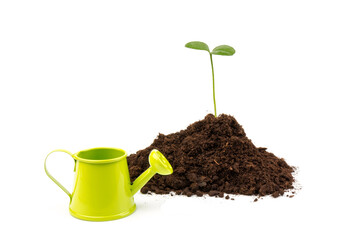 Seedlings are growing from fertile soil with a clean white background. Citrus plant.