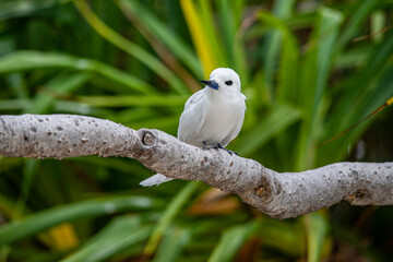 A white tern, aka fairy tern or white noddy, sits on a branch