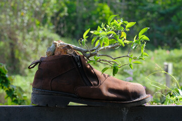 Wrightia antidysenterica or the coral swirl or tellicherry bark blooming on tree